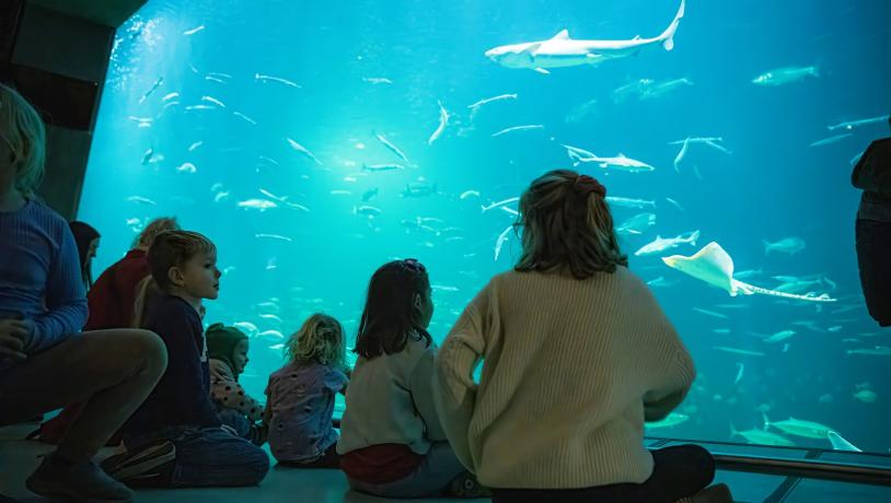 Nordsøen Oceanarium - Oceanariet