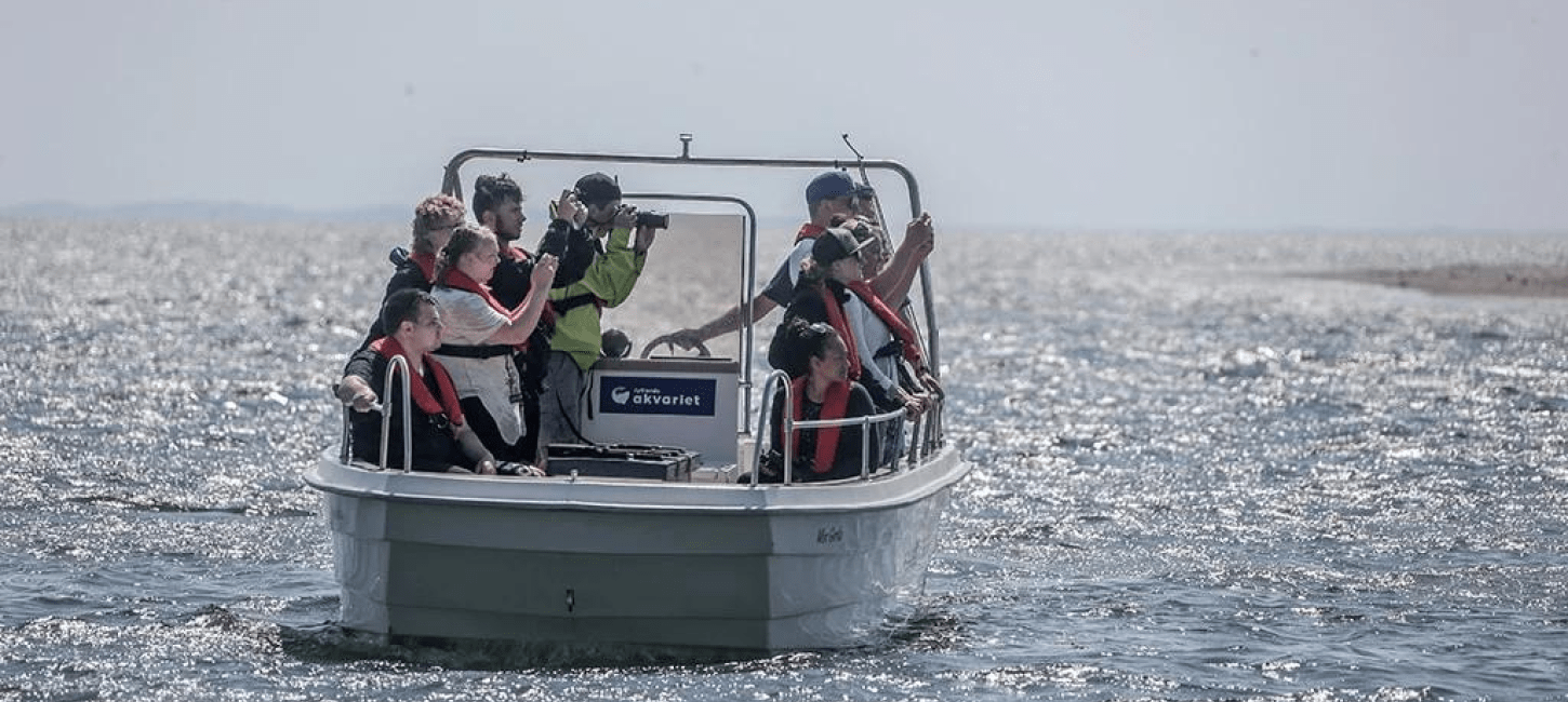 Sælsafari på Limfjorden