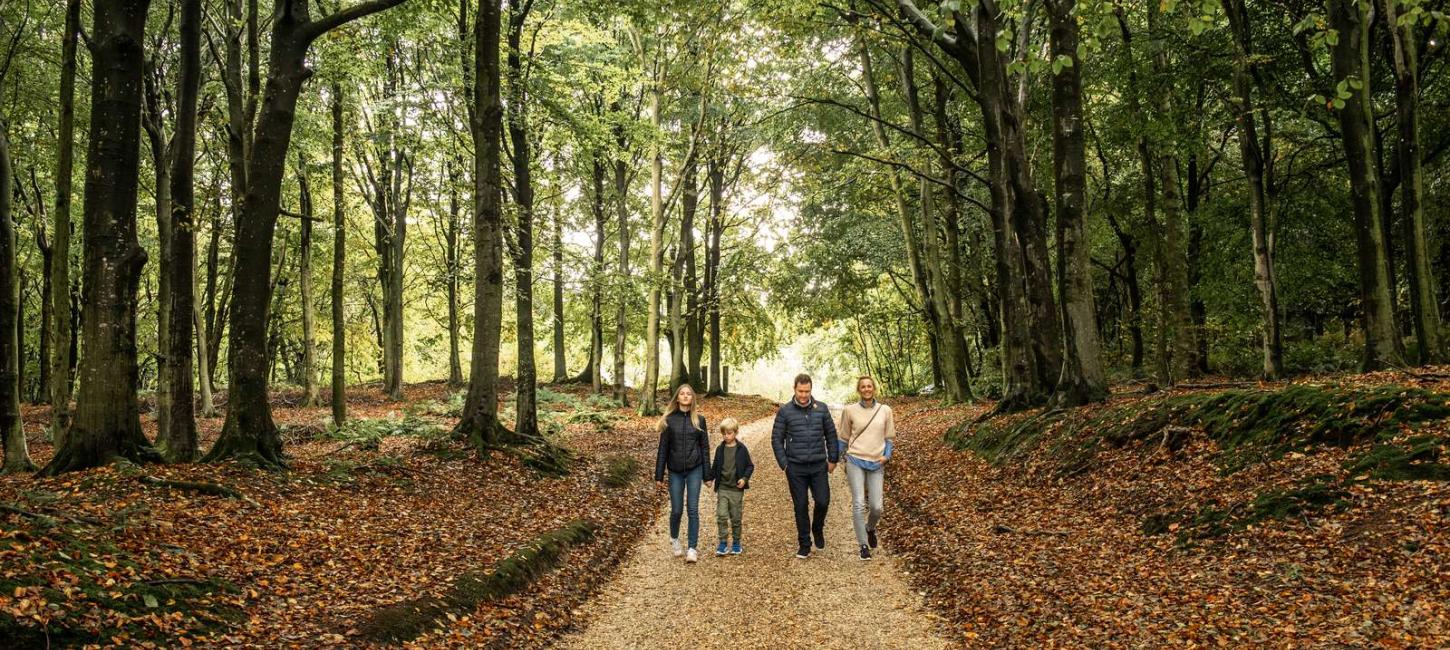 skov - visitnordvestkysten