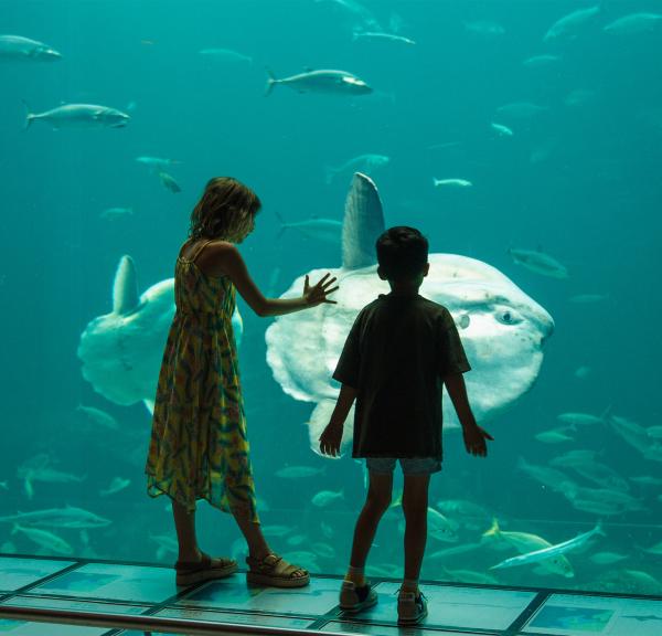 Klumpfisk og børn ved Nordsøen Oceanarium