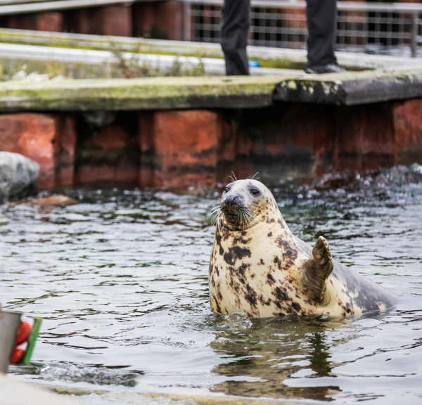 Nordsøen Oceanarium - Sælfodring