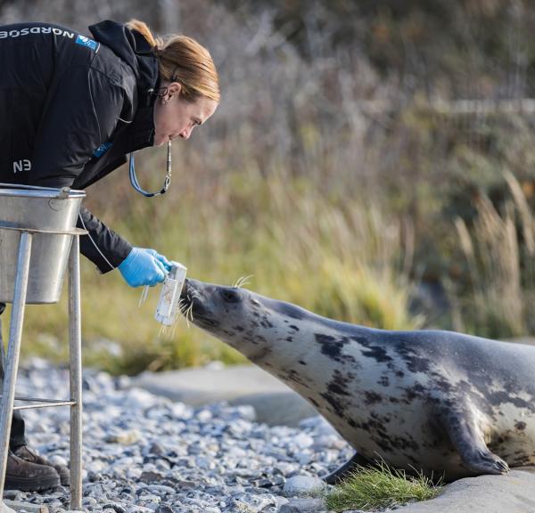 Nordsøen Oceanarium - Sælfodring
