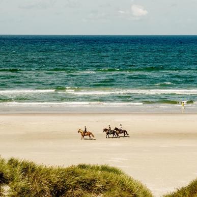 Heste Blokhus Strand