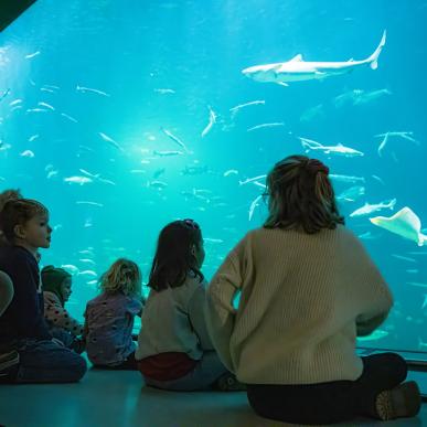 Nordsøen Oceanarium - Oceanariet