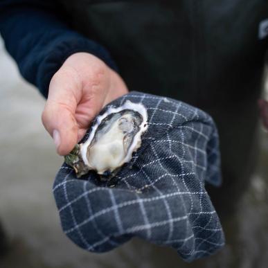Østerssafari med Jyllandsakvariet