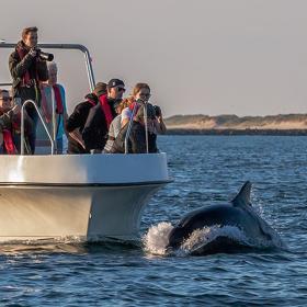 Delfin, safari, delfinsafari, jyllandsakvariet, Thyborøn