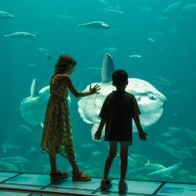 Klumpfisk og børn ved Nordsøen Oceanarium
