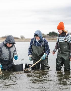 Østerssafari med JyllandsAkvariet